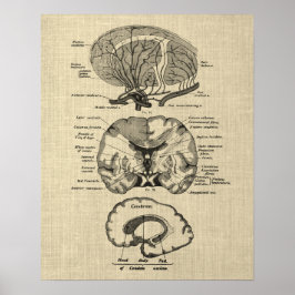 Hersenanatomie nr. 8 met Cream Achtergrond Poster