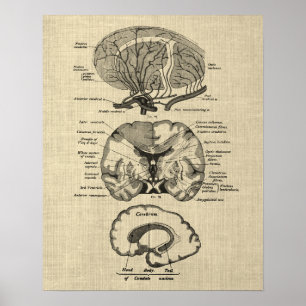 Hersenanatomie nr. 8 met Cream Achtergrond Poster