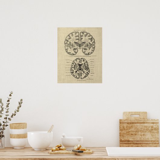 Hersenanatomie nr. 9 met Cream Achtergrond Poster (Keuken)