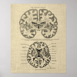 Hersenanatomie nr. 9 met Cream Achtergrond Poster