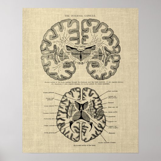 Hersenanatomie nr. 9 met Cream Achtergrond Poster (Voorkant)
