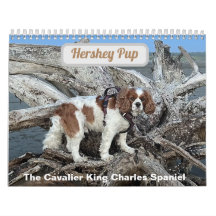 Hershey Pup Cavalier Koning Charles Spaniel Kalend