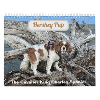 Hershey Pup Cavalier Koning Charles Spaniel Kalend Kalender