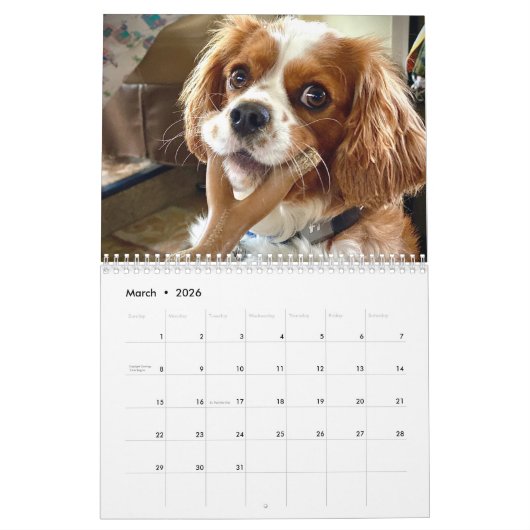 Hershey Pup Cute Cavalier King Charles Calendrier (Mar 2026)