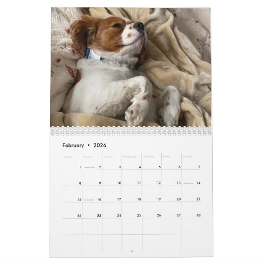 Hershey Pup Cute Cavalier King Charles Calendrier (Feb 2026)