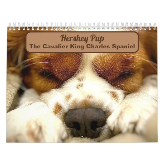 Hershey Pup Cute Cavalier King Charles Calendrier (Protection)