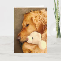 Herstel Schattig Verdrietige Goud Retriever Hond H
