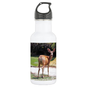 hert kijkt naar de camera natuur waterfles