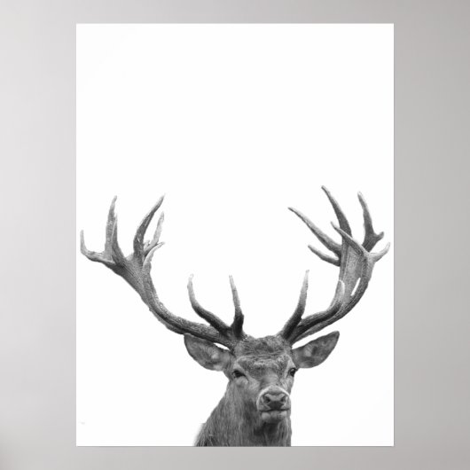 Hert Stag Zwart Wit Foto Poster (Voorkant)