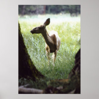 hert tussen bomen poster