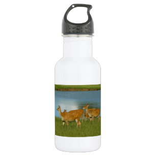Herten Dier Natuur Vrede Liefde Lotsbestemming Pre Waterfles