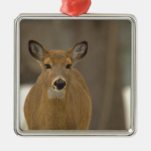 Herten Foto Ornament