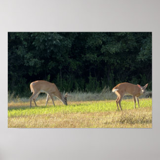 Herten Foto Poster