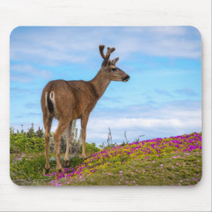Herten Muismat Kust Wilde Bloemen Wildlife