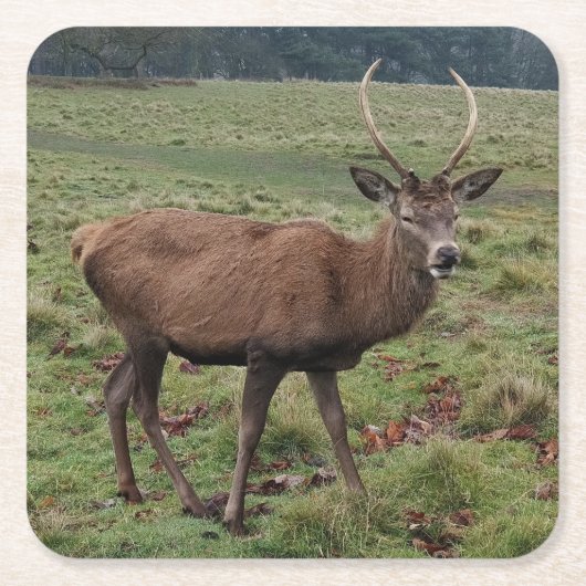 Herten Onderzetters (Voorkant)