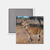 Herten Wildlife Magnet Magneet (Voorkant / Achterkant)