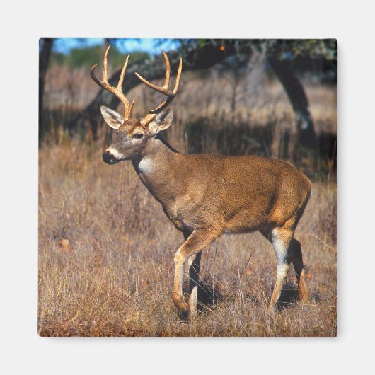 Herten Wildlife Magnet Magneet (Voorkant)