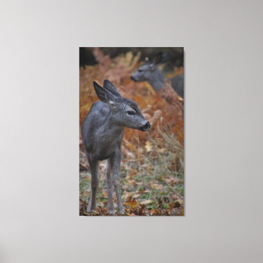 Hertenfamilie - baby canvas afdruk (Voorkant)