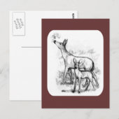 Hertenfamilie Briefkaart (Voorkant / Achterkant)