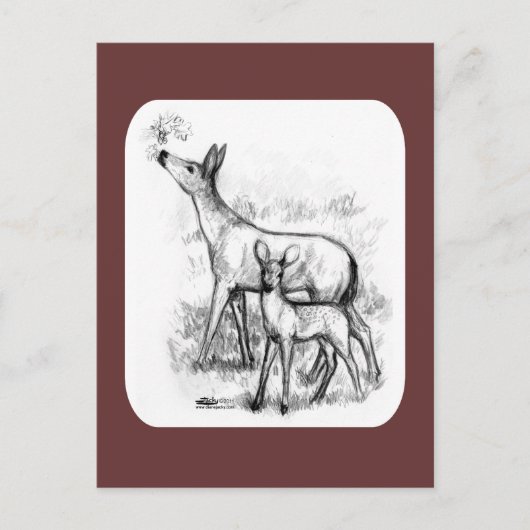 Hertenfamilie Briefkaart (Voorkant)