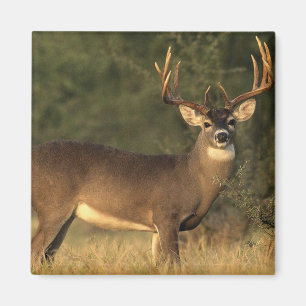 hertenmagneet magneet