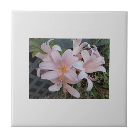 Herurrectie Lily Tegeltje (Voorkant)