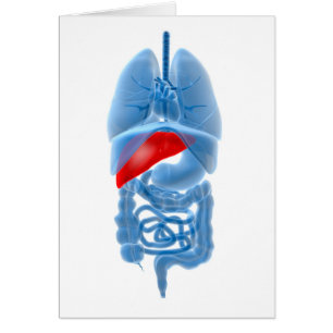 Het Afbeelding van de röntgenstraal van Interne