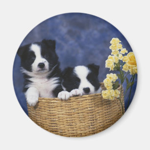 Het Afbeelding van het puppy Magneet