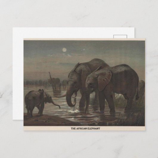 Het African Elephant Zoological Sketch Briefkaart (Voorkant / Achterkant)