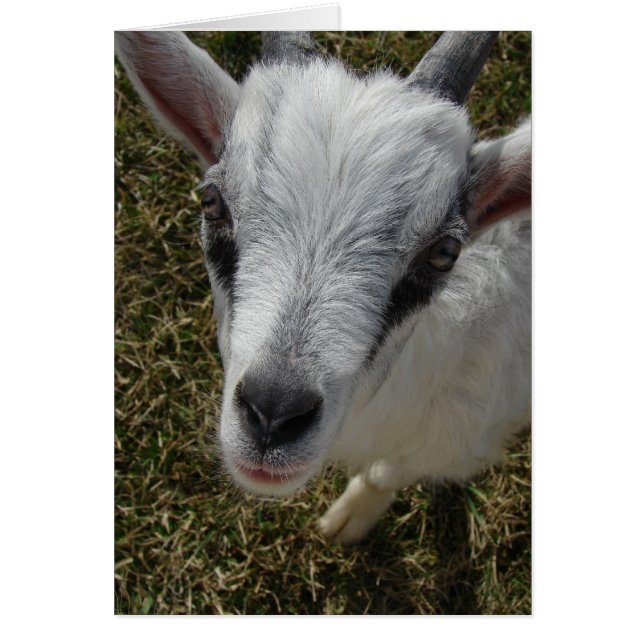 Het Alpine Billy Kind viert (Voorkant)