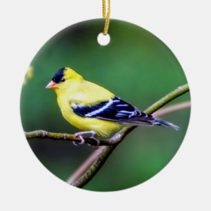 Het Amerikaanse Ornament van de Distelvink