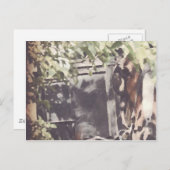 Het Amish Horse Briefkaart (Voorkant / Achterkant)