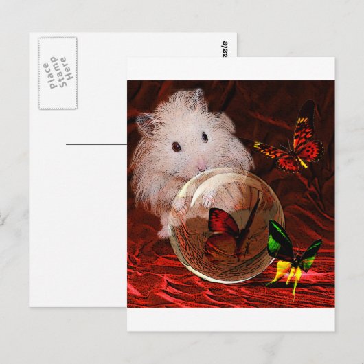 HET APRENTICE BRIEFKAART (Voorkant / Achterkant)