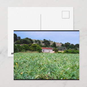 Het Artisjokkenveld Briefkaart