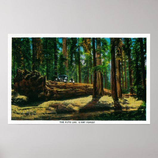 Het auto Login reuzenbos, sequoia's Poster (Voorkant)
