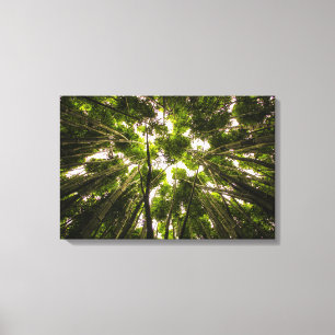 Het Bamboe-bos Canvas Afdruk