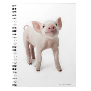 Het beeld van het varken omhoog kijkt notitieboek