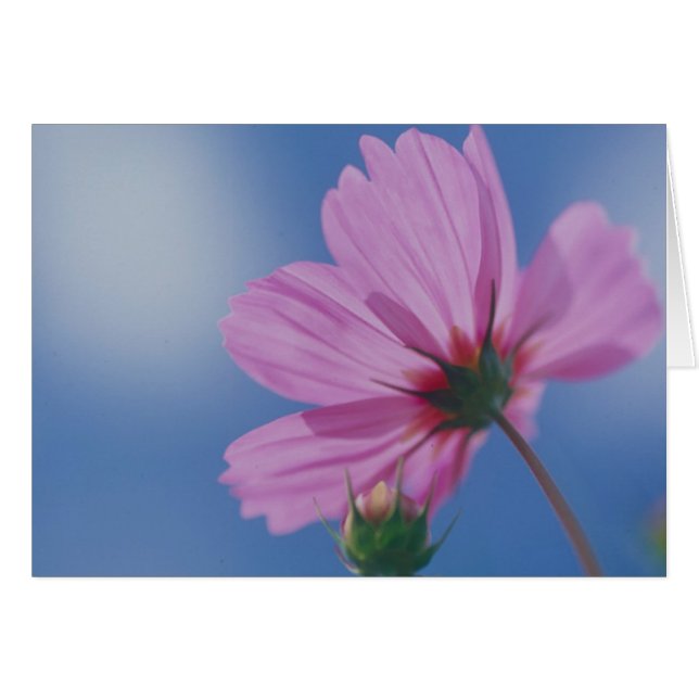 Het bereiken voor de Zon (Voorkant Horizontaal)