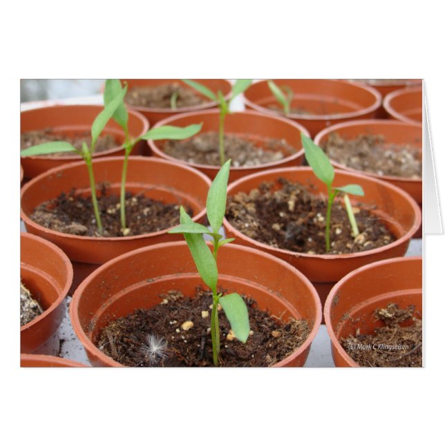 Het bereiken voor de Zon (Voorkant Horizontaal)