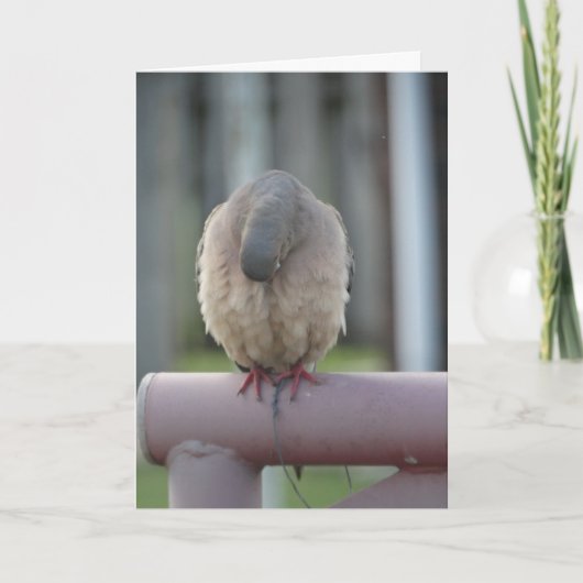 Het bidden Duif Kaart (Voorkant)