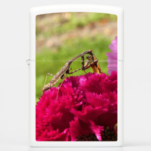 Het bidden van Mantis Het ontleden van een Moth