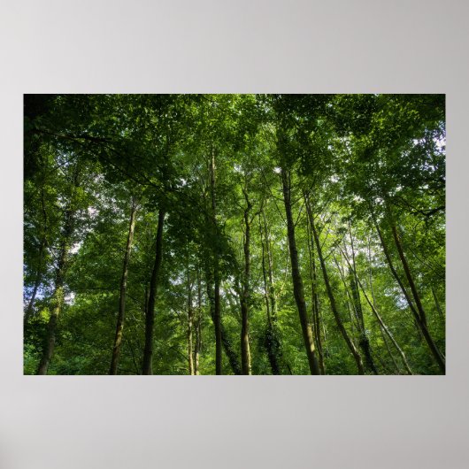 Het bladerdak van Woodland. Bossen van Blackweir,  Poster (Voorkant)