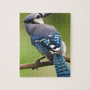 Het blauwe denken van de Vlaamse gaai aan u het Legpuzzel