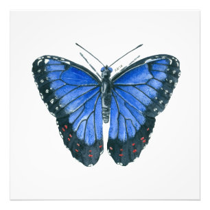 Het blauwe Morpho vlinderwaterverf schilderen Foto Afdruk