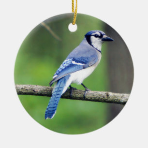 Het blauwe Ornament van de Vlaamse gaai