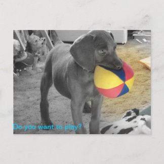 Het blauwe spelen van het Puppy Weimaraner Briefkaart