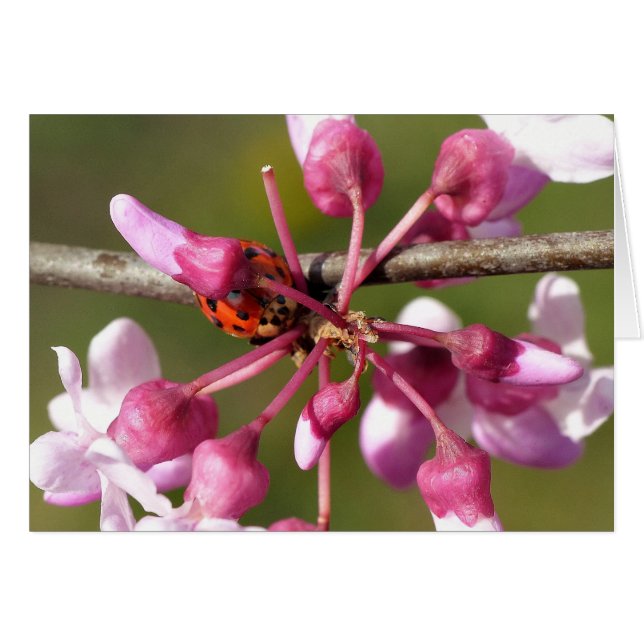 Het bloeden Redbud met Ladybug (Voorkant Horizontaal)