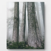 Het bos aanhalen fotoplaat (Voorkant)