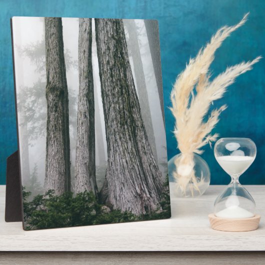 Het bos aanhalen fotoplaat (Zijkant)