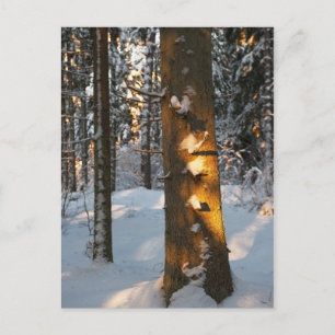 Het bos in de winter briefkaart